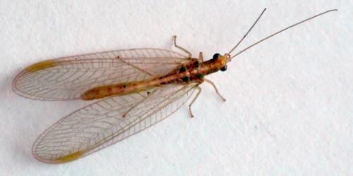 Réf. 270 806 : Chrysoperla sp.
